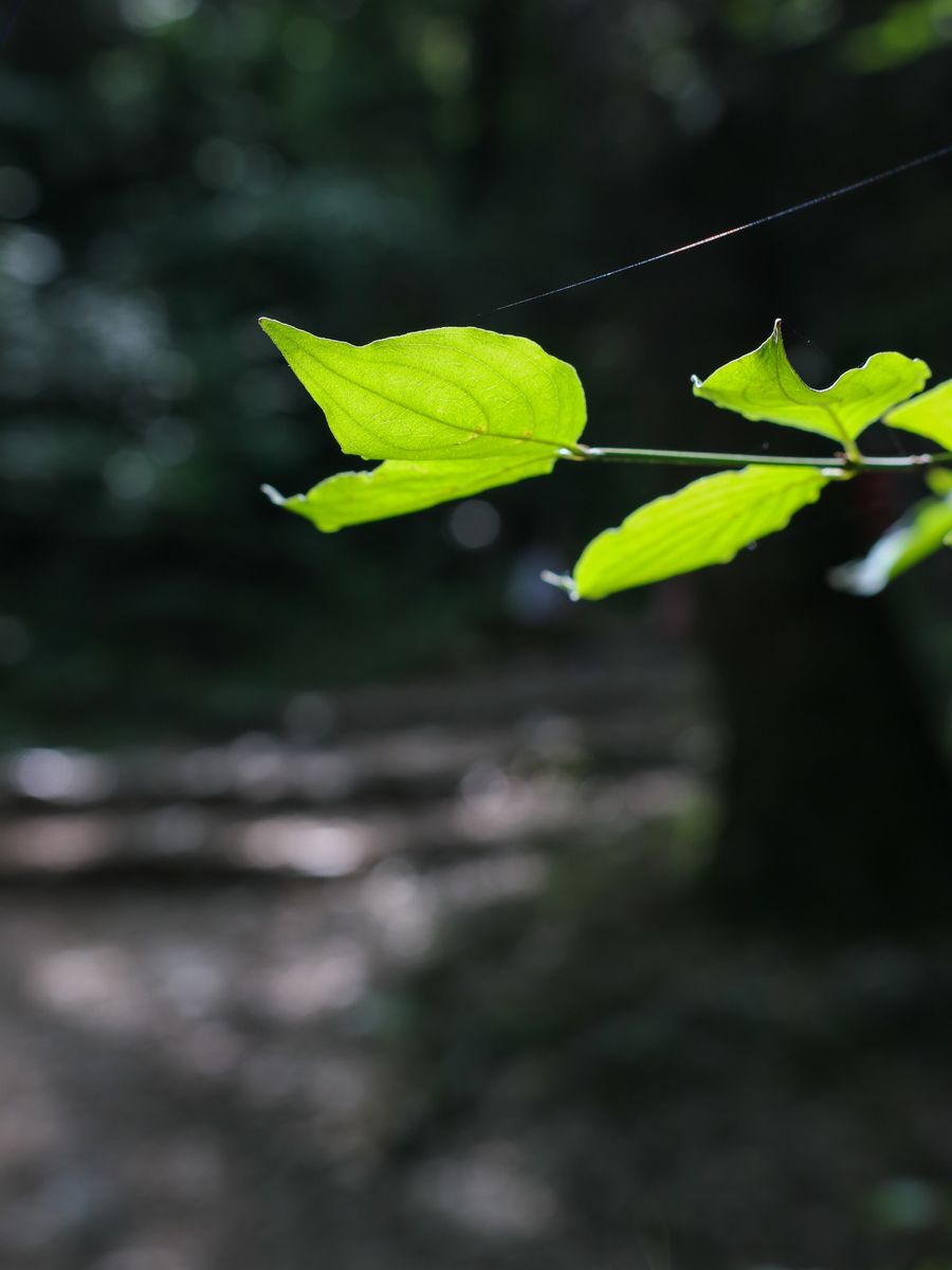 Hojas verdes atravesadas por la luz
